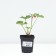 Strawberry Garden Roxan NF 205, P9 Pot, 1 pc, summer 2024
