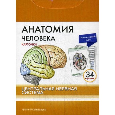 Human anatomy: cards. (34 pcs). Central nervous system. Sapin M.R., Nikolenko V.N., Timofeeva M.O.