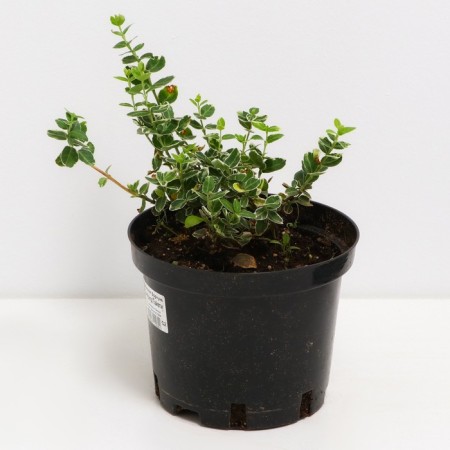 Birch Forchuna Emerald Gayeti, C2 pot, H10-50 height, 1 pc, summer 2024-1
