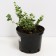 Birch Forchuna Emerald Gayeti, C2 pot, H10-50 height, 1 pc, summer 2024