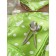 A set of towels of kitchen summer modes, size 45x60 cm, green color