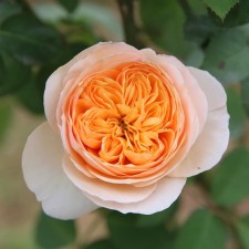 Seedling rose English park 