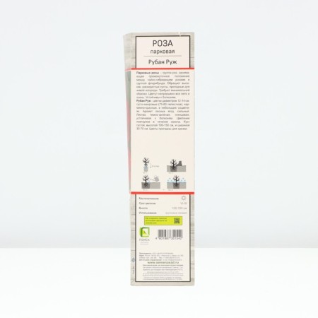 Seedling rose park "Ruban Ruzh", tube, 1 pc, spring 2025-1