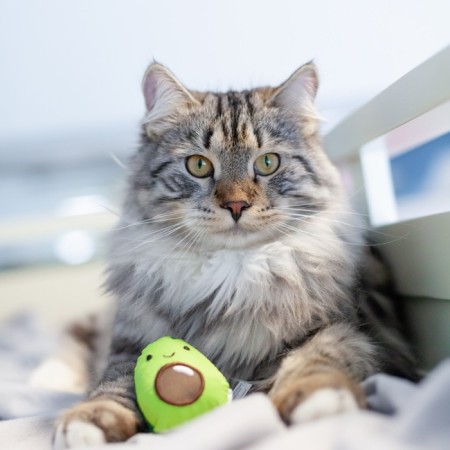 Toy Petestages dental "avocado" for cats, with cat mint, 15 cm-2