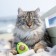 Toy Petestages dental "avocado" for cats, with cat mint, 15 cm