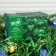 Garland “thread” 4.5 m with nozzles “chamomile”, IP44, dark thread, 30 LED, glow of multi, 2 modes, solar battery