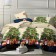 Lessit wings Euro, size 200x215, 200x215, 70x70 2pcs calico 120g 100% cotton