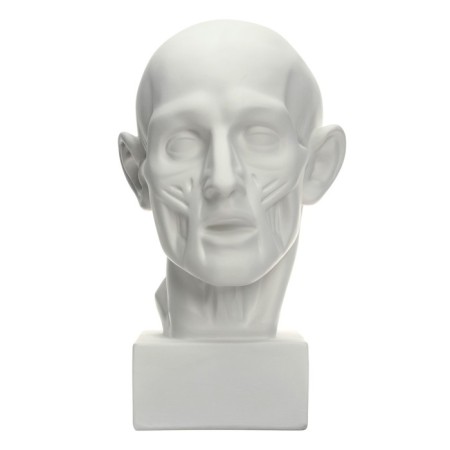 Gypsum figure is anatomical: head on the Goodon, 22 x 22 x 48 cm