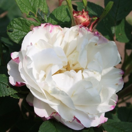 Rose Canadian Park Louise Bagnet, C3.5 pot, H25-45 height, 1 pc, summer 2024