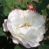 Rose Canadian Park Louise Bagnet, C3.5 pot, H25-45 height, 1 pc, summer 2024