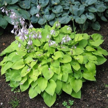 Hosta Hanibells seedling, P9 pot, summer 2024