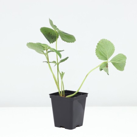 Strawberry Garden Malvina, P9 Pot, 1 pc, summer 2024-1