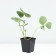 Strawberry Garden Malvina, P9 Pot, 1 pc, summer 2024