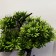 Bonsai in the pot "Dracain miniature" 12x28 cm
