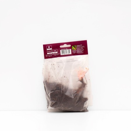 Blood-red geranium "Var. Stratatum", 1 pc, rr I, spring 2025-1