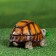 Garden figure "Turtle" small, 9x10x16cm