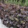 Heeher small -flowered "Shusta Daisy", pot C3, 1 pc, Spring 2024