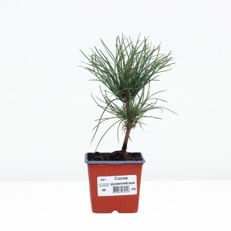 Rumelian pine, p9, spring 2024-1