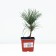 Rumelian pine, p9, spring 2024