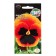 Flowers of the Dragon Fials, 0.05 g