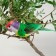 A bird for decoration and floristry, on a clothespin, mix, plastic, 1 pc., 8 x 8 cm