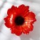 Serving dish "poppies", d = 30 cm, red color