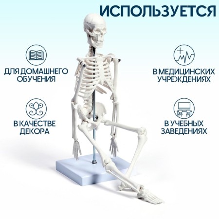 Model "Human Skeleton" 45cm-1