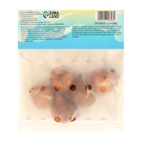 Tulip Dow Jones, Rr 11/12, 5pcs, Autumn 2024-1
