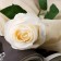 Artificial flowers "Rose Karina" 7x56 cm, white
