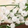 Flowers artificial "Divine dryfille" 1x53 cm, white