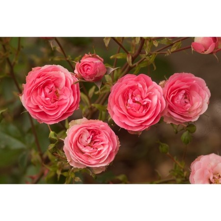 Seedling rose Floribunda "Allur Winter Jewel", tube, 1 pc, spring 2025