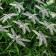 Garland “thread” 4.5 m with nozzles “dragonflies”, dark thread, 30 LED, glow warm white, 2 modes, solar battery