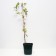 Clematis large-flowered Viva Polonia, C2 pot, H20-40 height, 1 pc, summer 2024