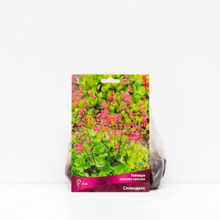 Heichera (Heuher) "Blood-red spendens", 1 pc, rr I, spring 2025