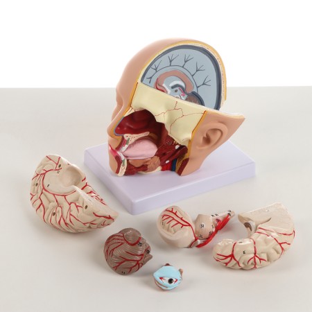 Model "Human Head" collapsible, 20x20x15cm-4