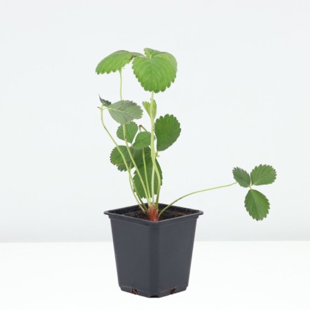 Strawberry Gardener Ostara, P9 pot, 1 pc, summer 2024-1