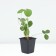 Strawberry Gardener Ostara, P9 pot, 1 pc, summer 2024