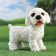 Garden figure "Terrier" White, 22x13x22cm