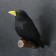 Suspension decor "Raven on the branch" 19x21cm