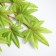 Decor "Leaves on the branch" Color green