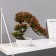Bonsai in the pot "Ostanist tree" 10x22 cm, mix