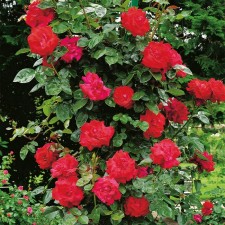 Sahenian Rose 