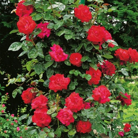 Sahenian Rose "Santana", Tuba, Spring 2025