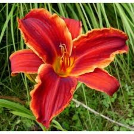 Lilenik "Oriental Ruby", rr I, 1 pc, spring 2024 economy 9492077