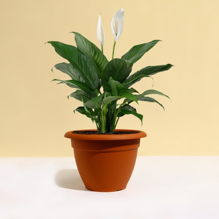 Flower pot, D = 25 cm, 4.3 l, plastic, brown-2