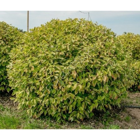 Deren White Gouchaulti, C5 pot, 1 pc, summer 2024