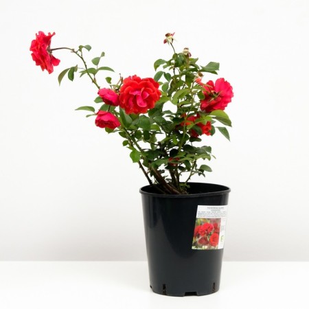 Rose Floribunda Nina Weibul, C3.5 pot, H25-45 height, 1 pc, summer 2024-1