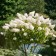 Hydrangea blizzard Grandiflora, C3 pot, H10-50 height, 1 pc, summer 2024