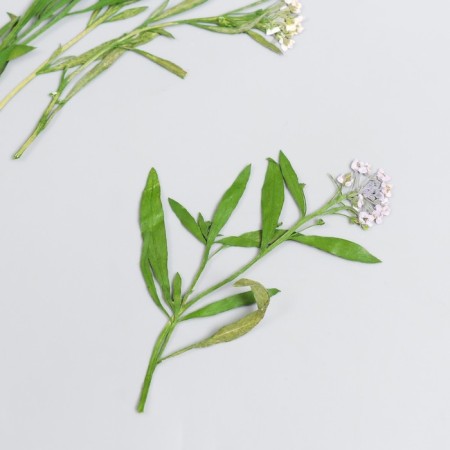 Sukhotzet "meadow flower" lilac h = 5-8 cm