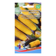 Corn seeds 